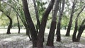 Aspen trees, cottonwood